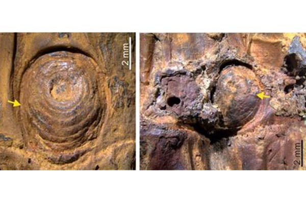 manipur-bamboo-ice-age