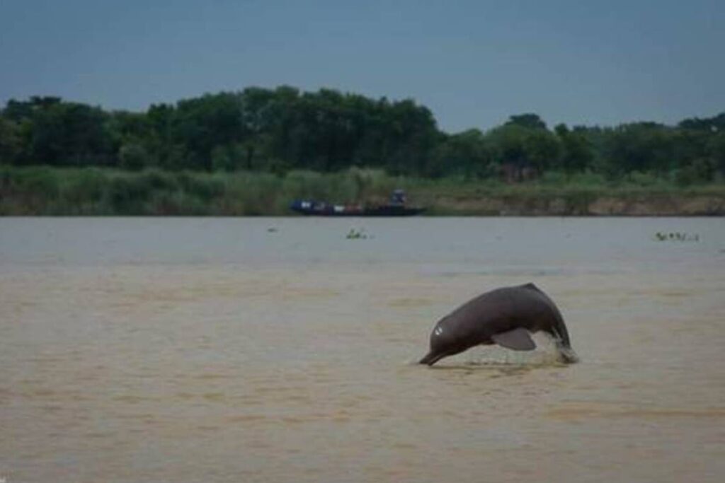 Estimation-Riverine-and-Estuarine-Dolphins-in-India