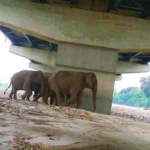 delhi-dehradun-expressway-animal-corridor
